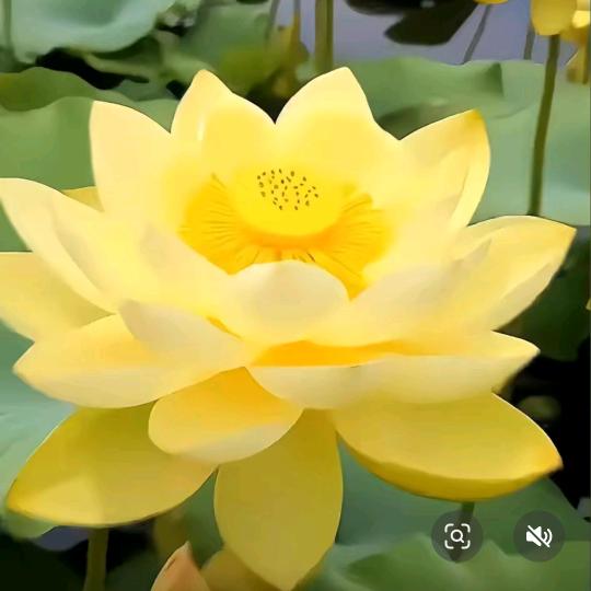 心中有爱自带光芒