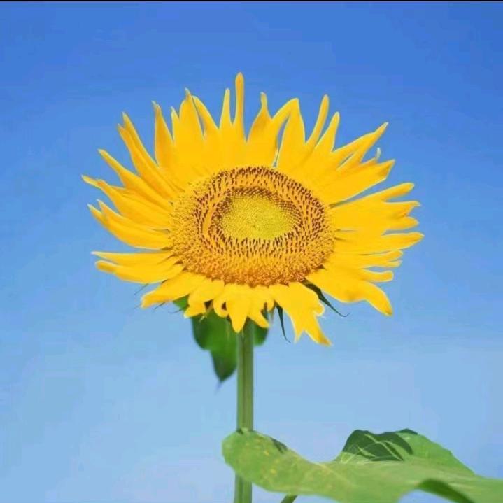 从不认输