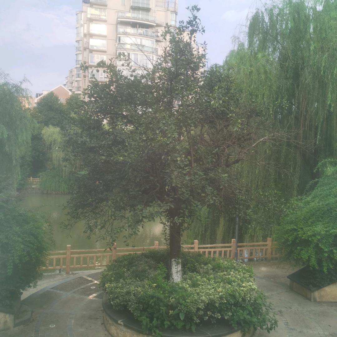 通天大道