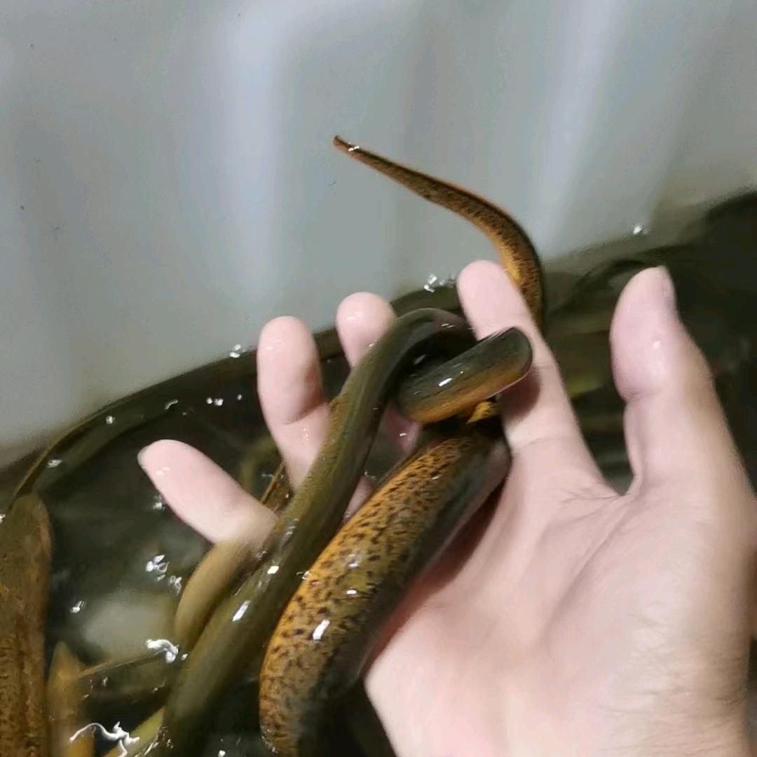 鳝始善终