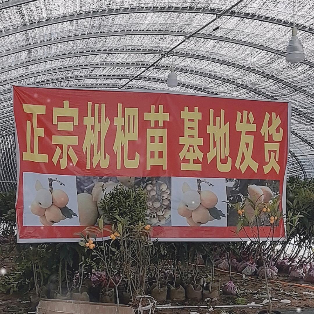 景德果树苗木专营店臻品