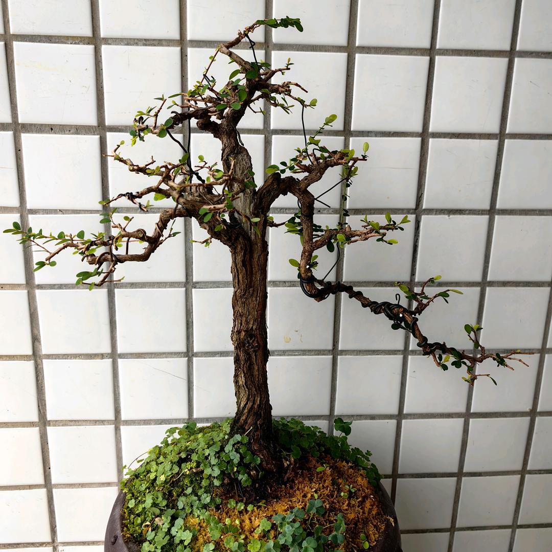 恒愿盆景（茶空间）