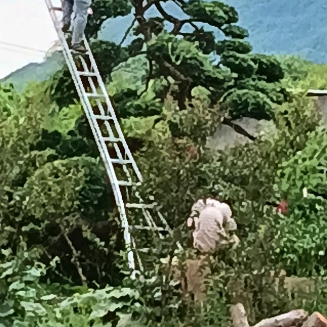 年年有余