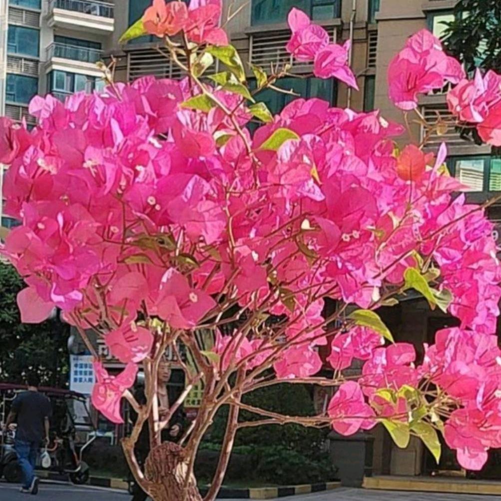 花开