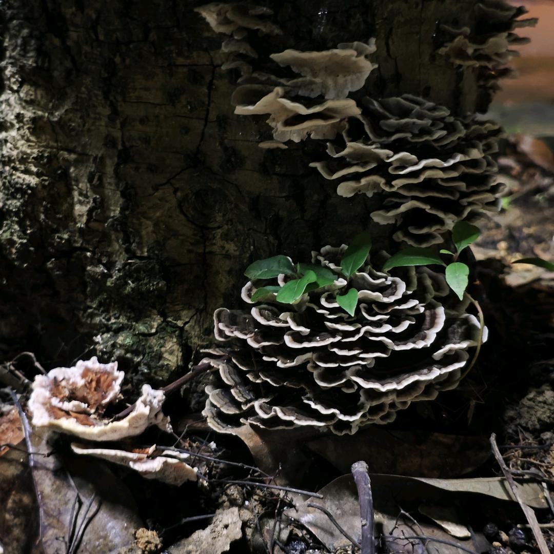 沙漠天山雪（萧克，水瓶座）