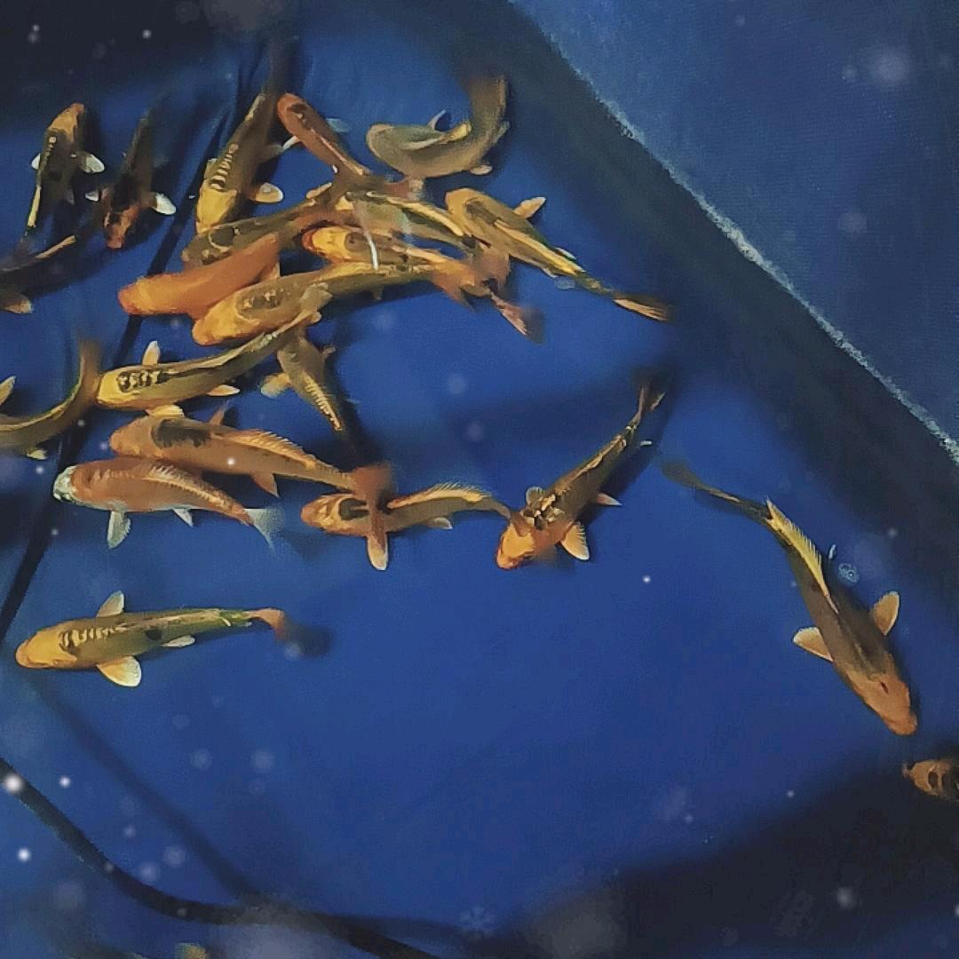 辉-
