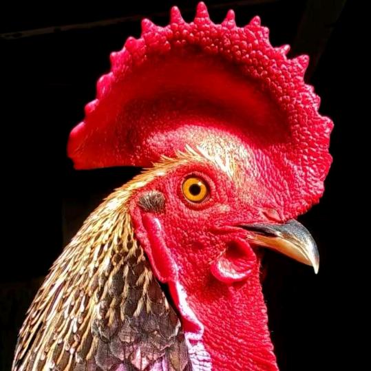 青岛，林海，376698415660