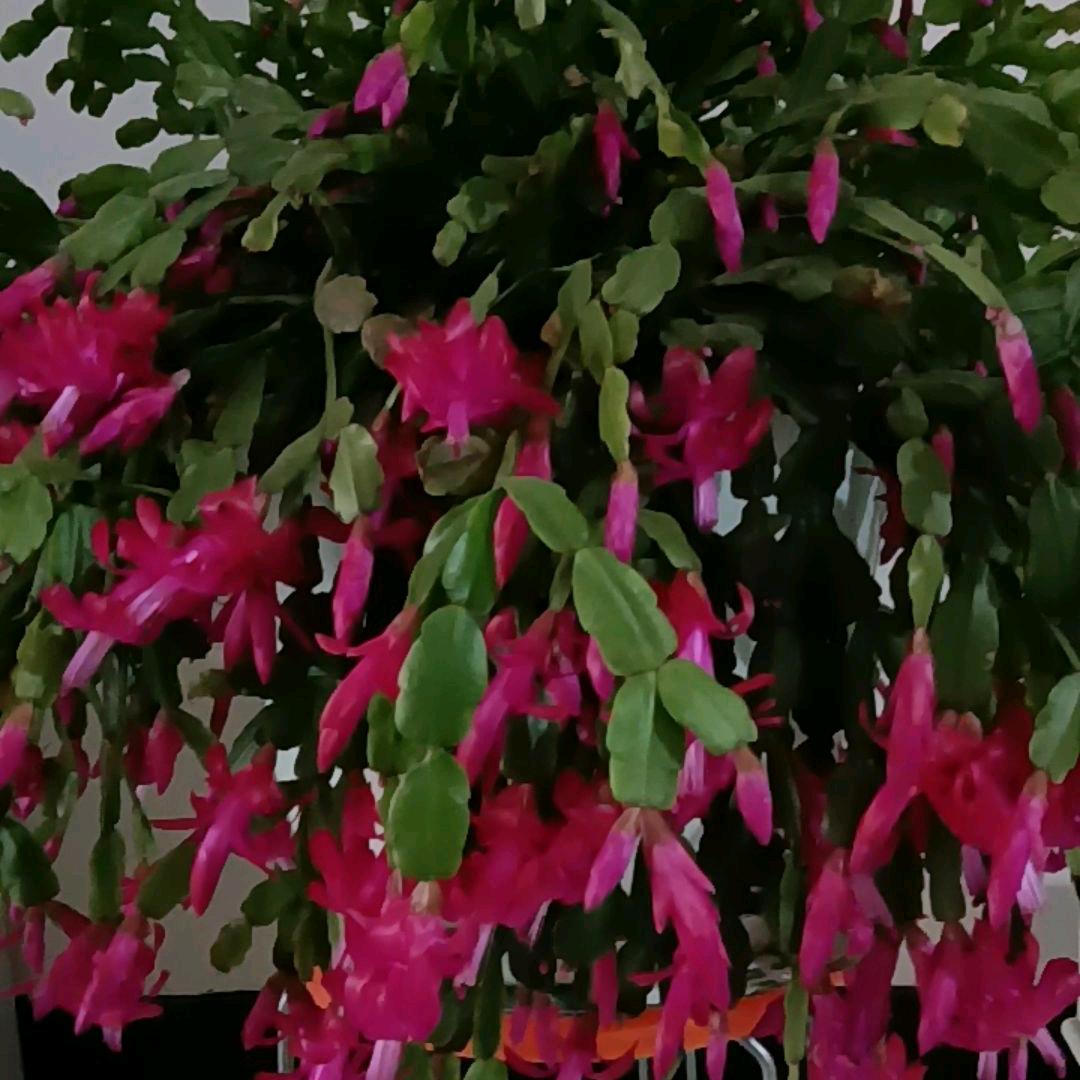 🦋এ᭄心碎ꦿ谁💔买单ོ࿐ᩚ