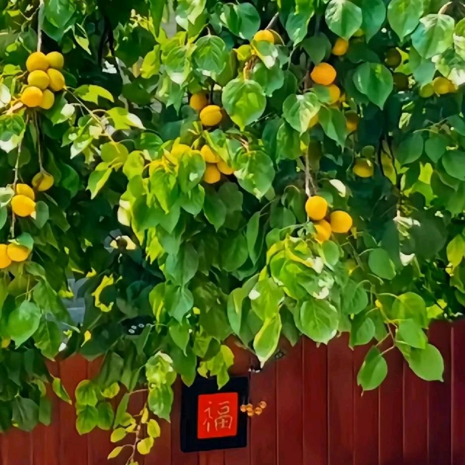 @拽拽快乐