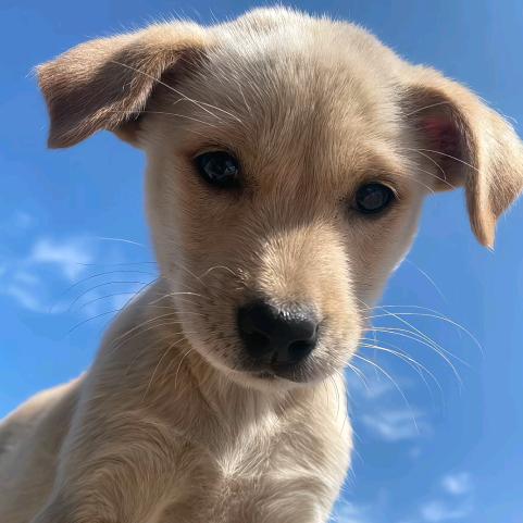 🦌鸣岛上养🪿