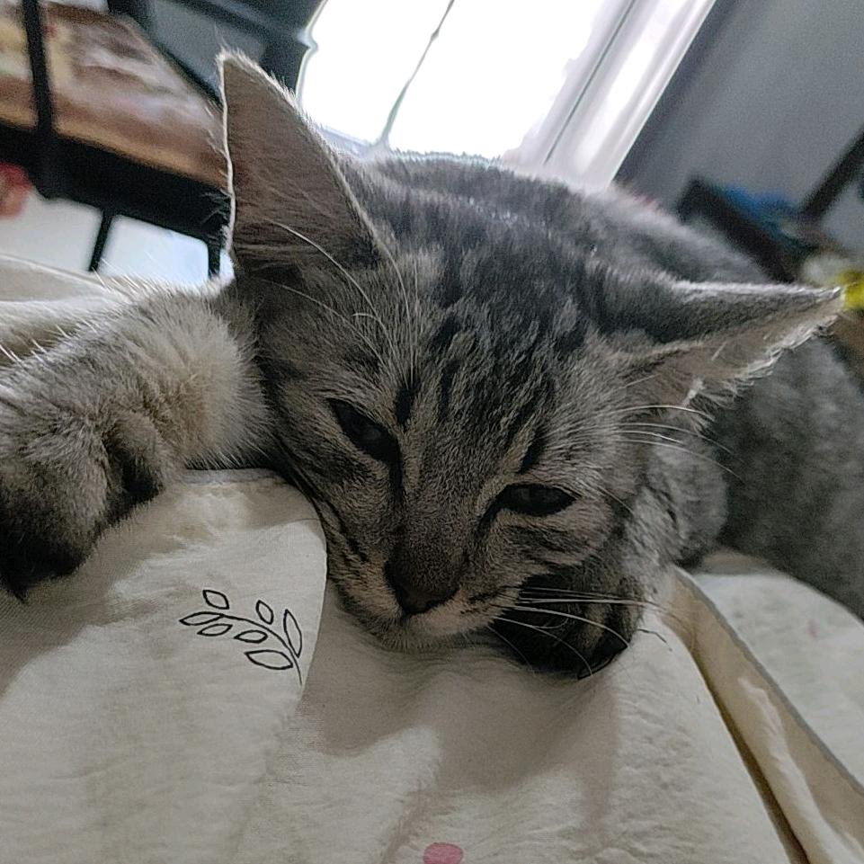 刘奶奶喝榴莲牛奶