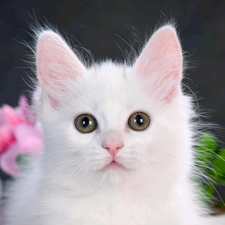 三甜蜜"