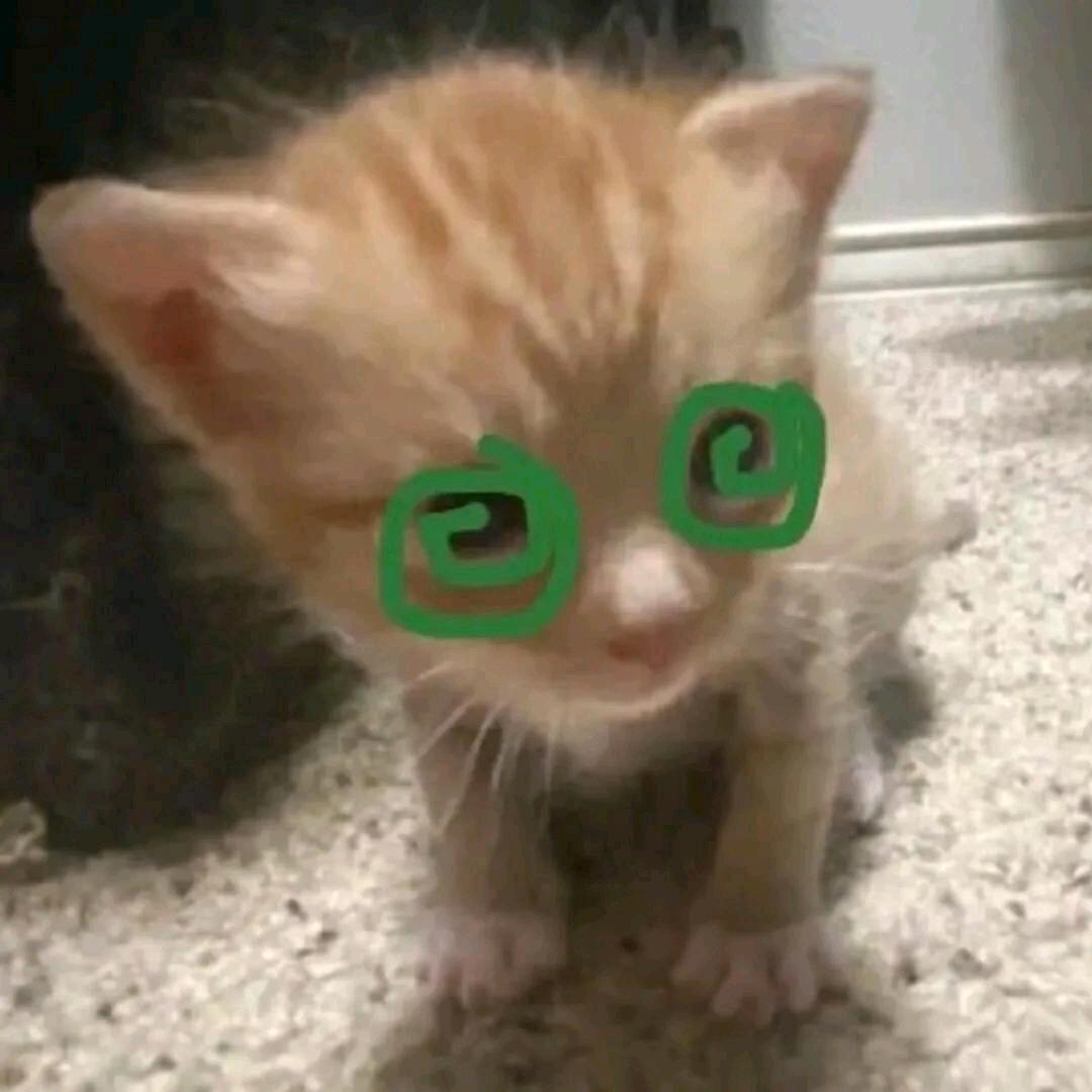 不爱吃魚滴猫