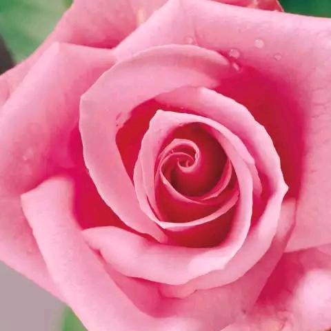 玫瑰🌹🌹