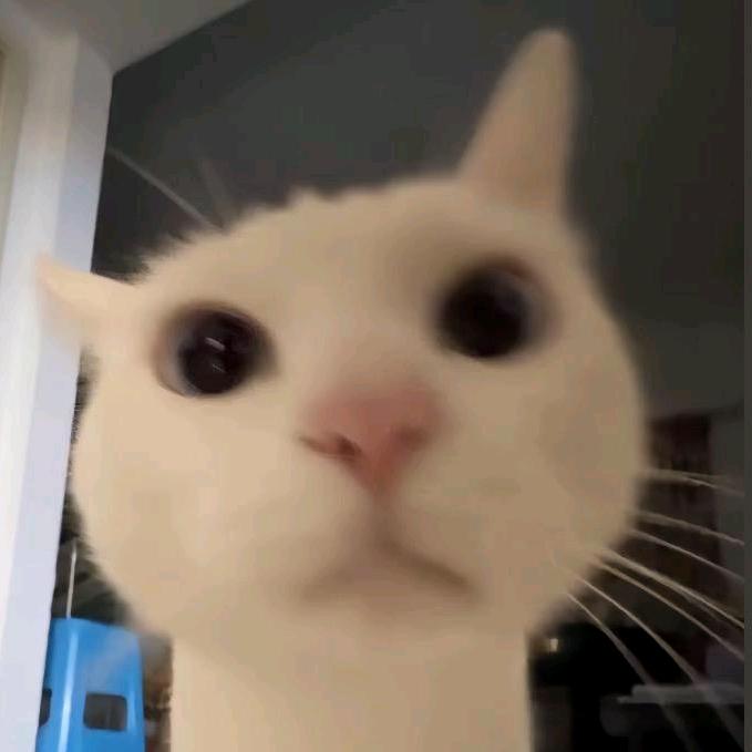 六月与猫
