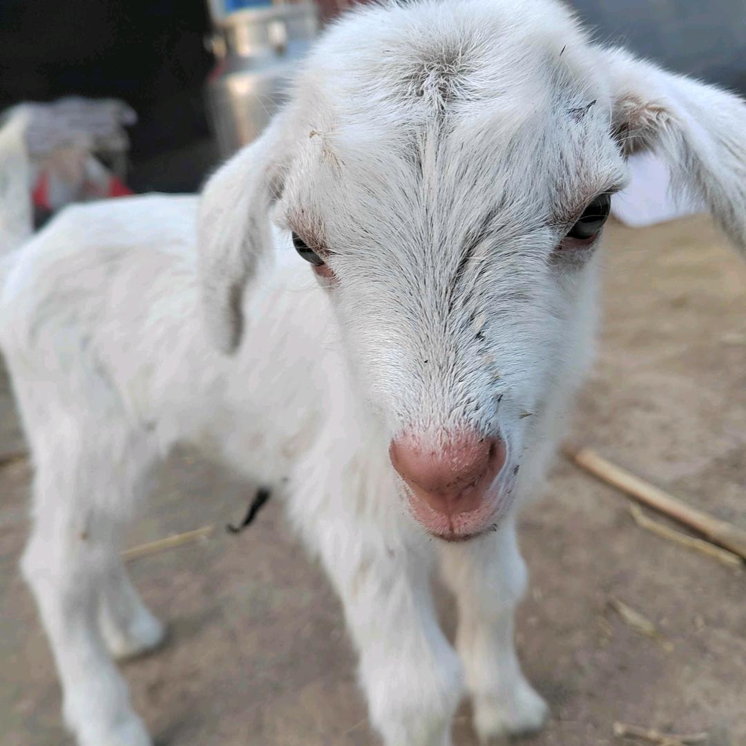 美羊羊🐑