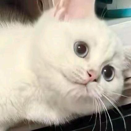 万龙觉醒~AngryFund黑鸽