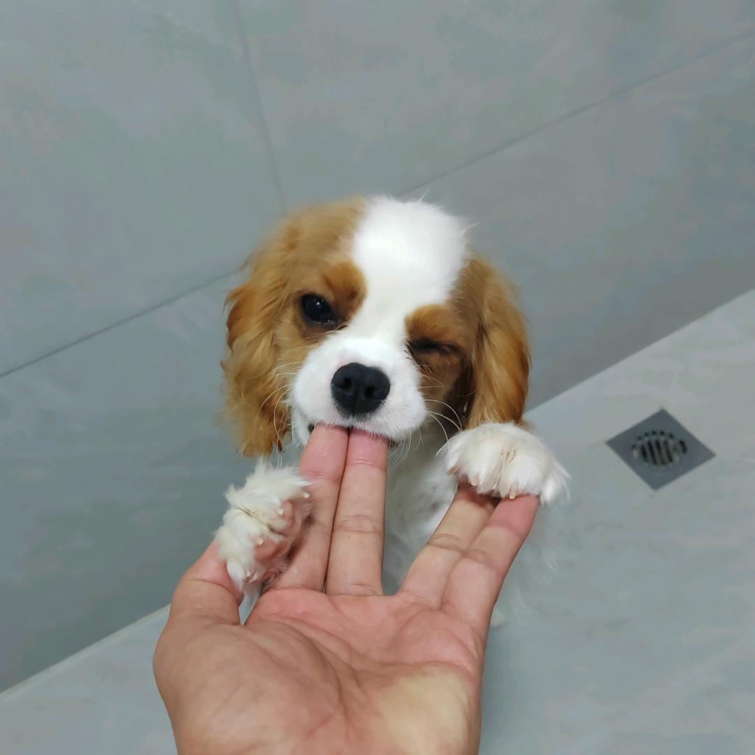 小小查理