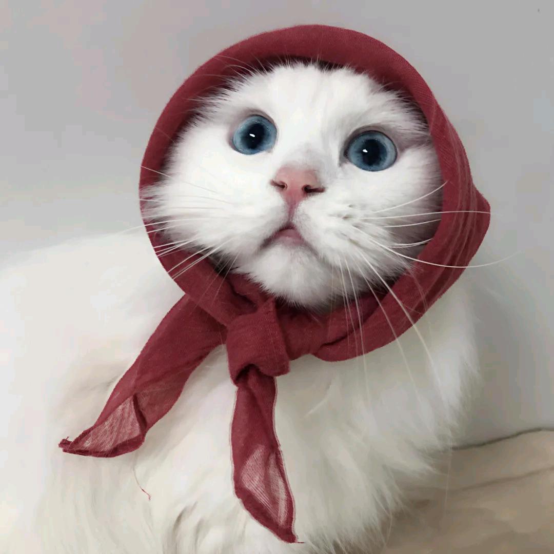 眠六六