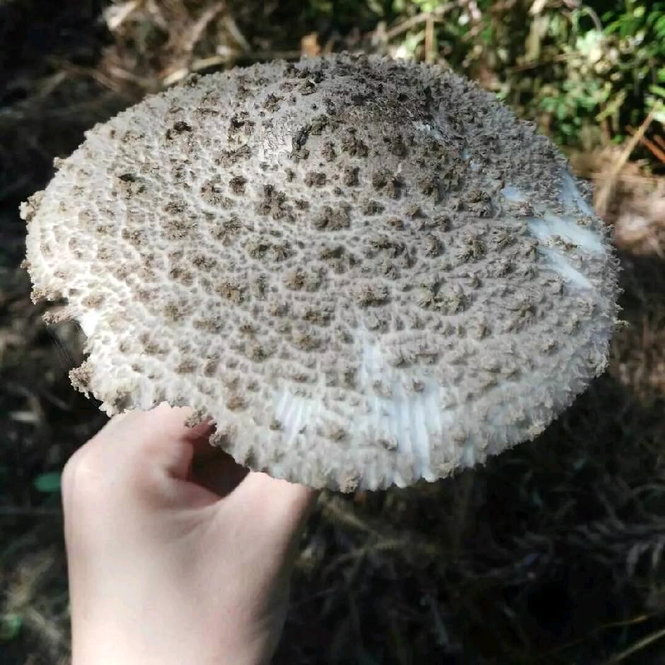 桃花非