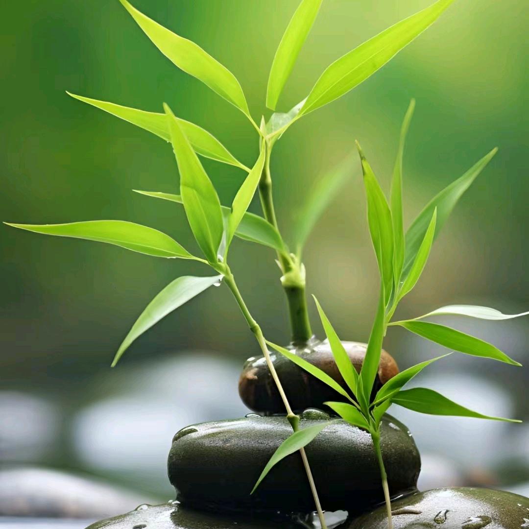 宠物猫哥果壳供应