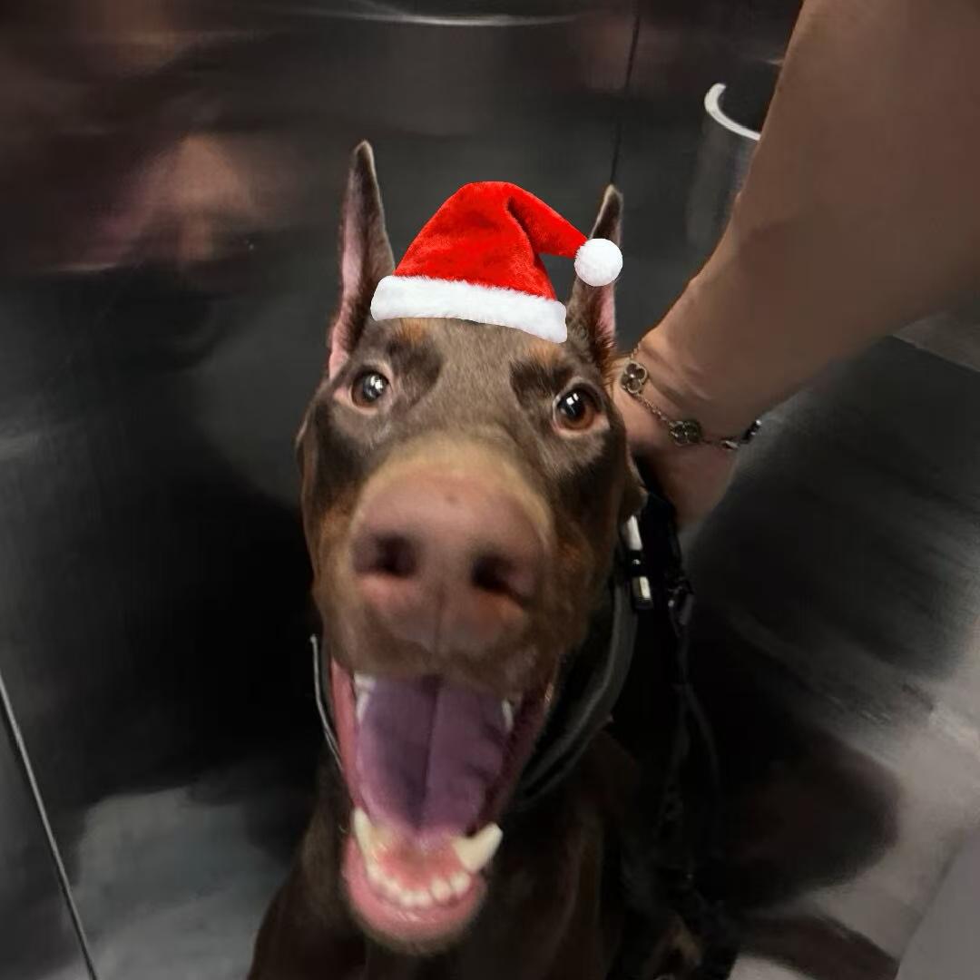 麻辣拌拌贝果🥯