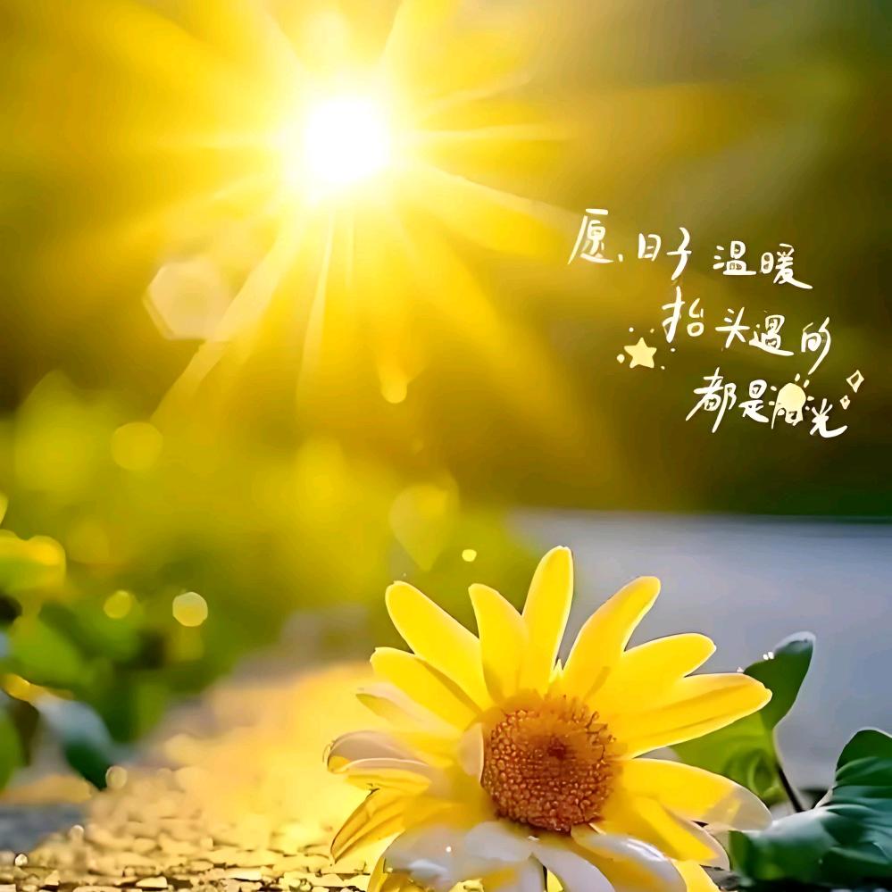 雪莲花🌸