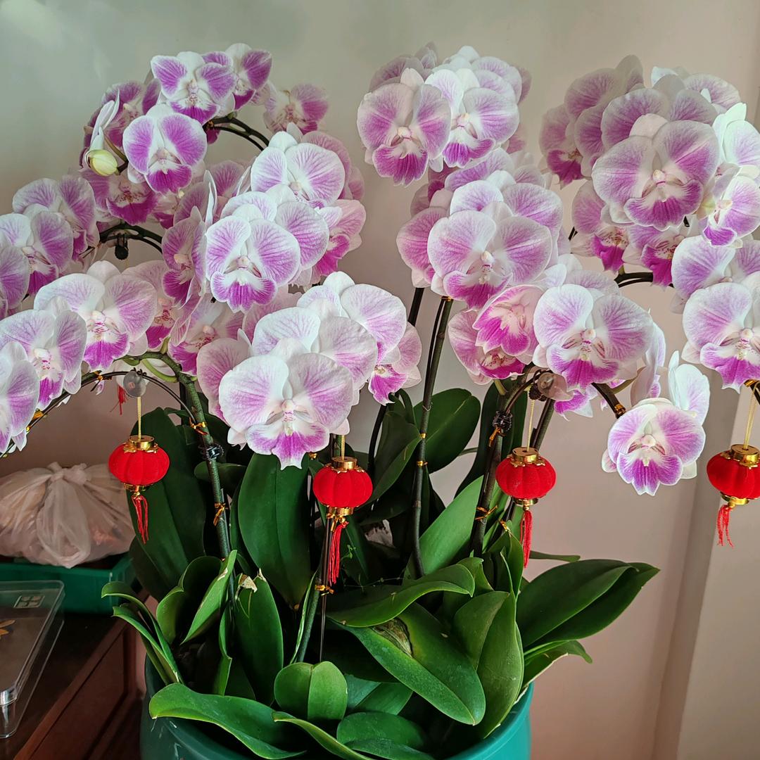 春天的兰🌺花