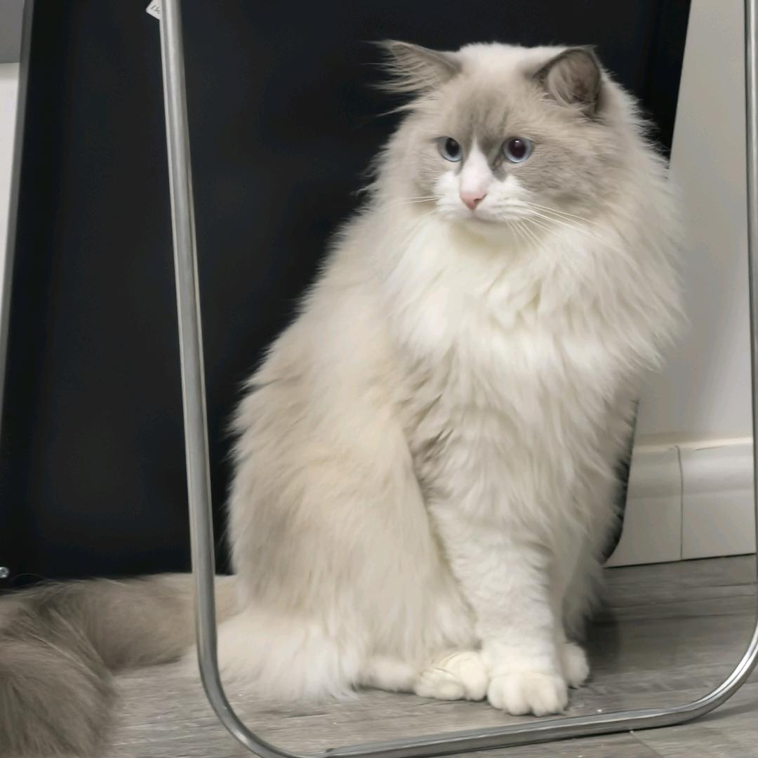 泡泡糖是两只猪🐱