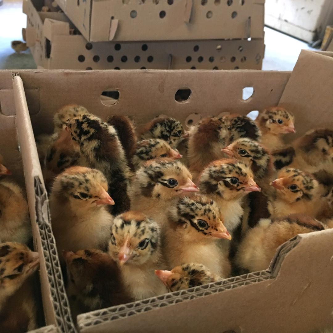 丽金禽苗