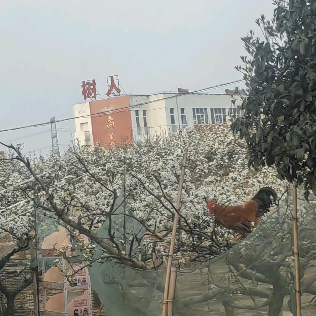 润合🍑🍐采摘O