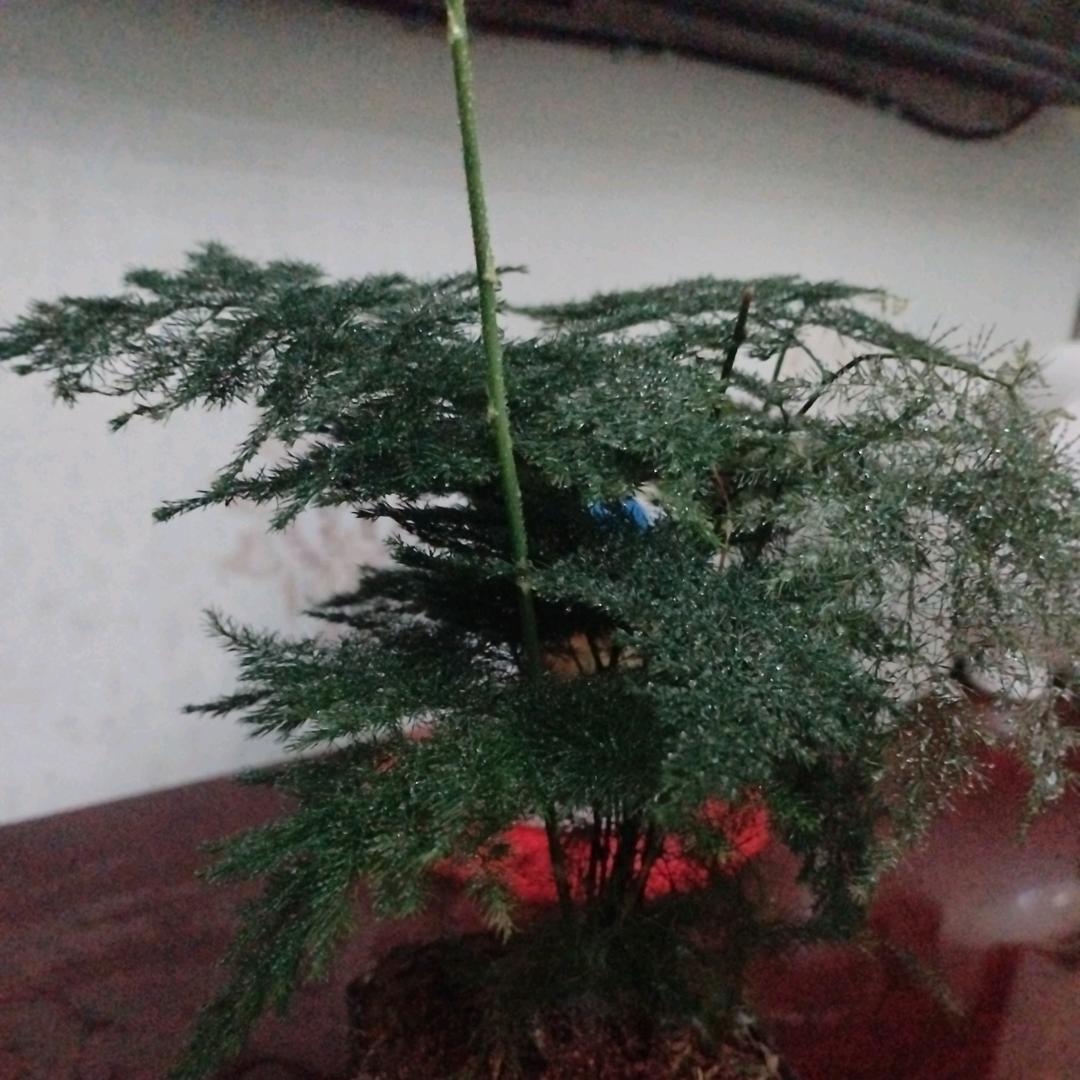 老头