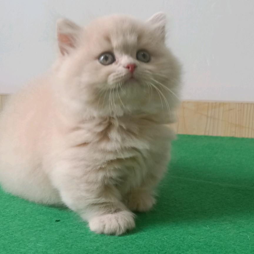 萌宠玩主