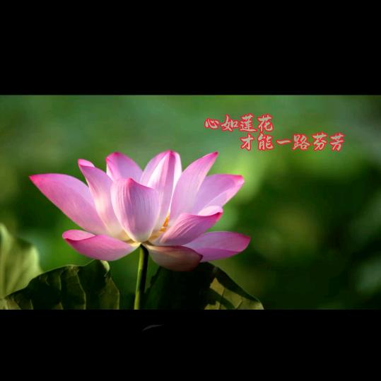 有荷不可