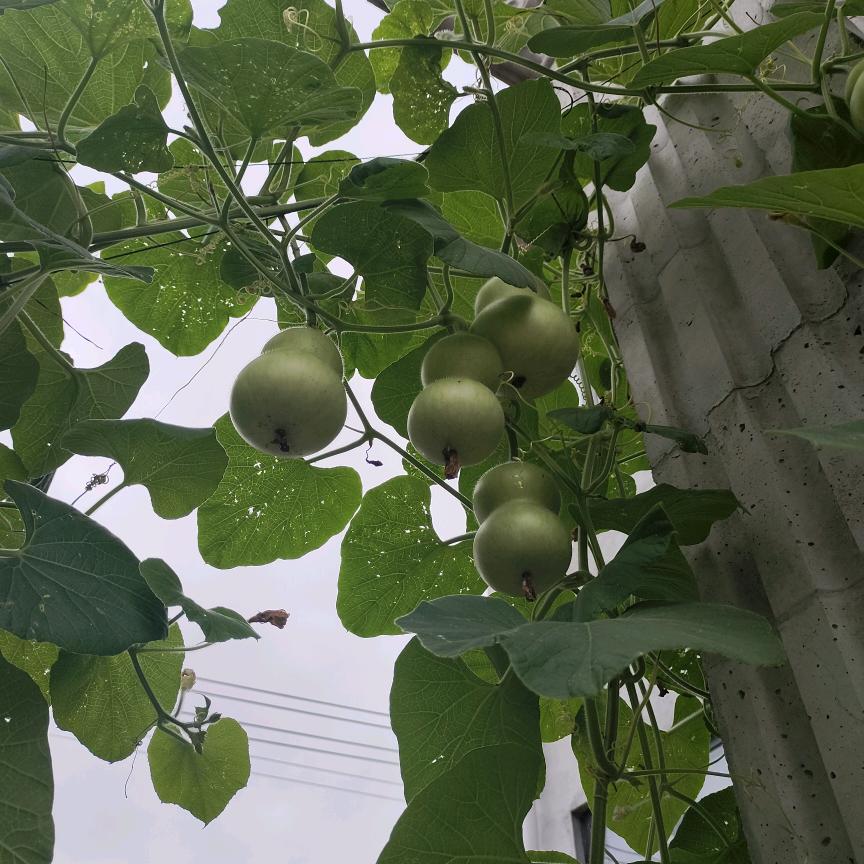 三文鱼王姐《80单亲妈妈》