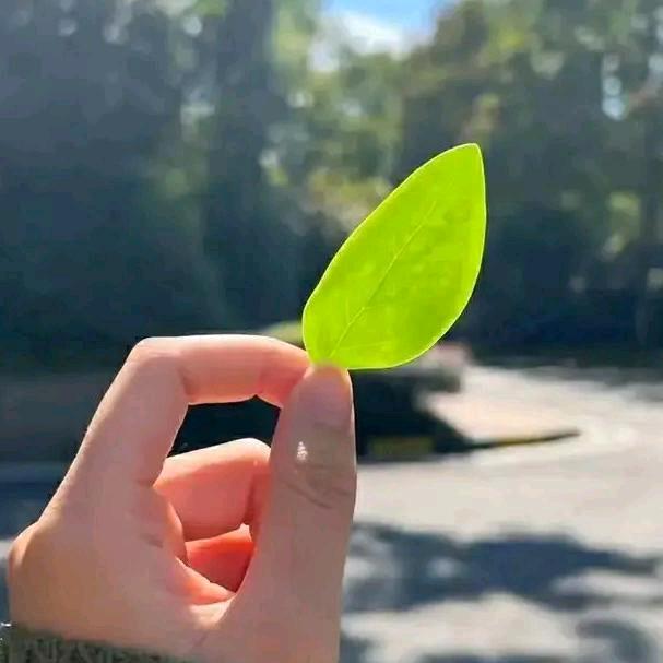 🌱芬