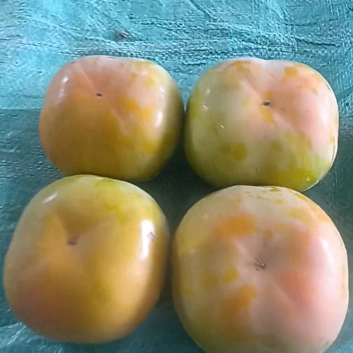 保山脆柿苗