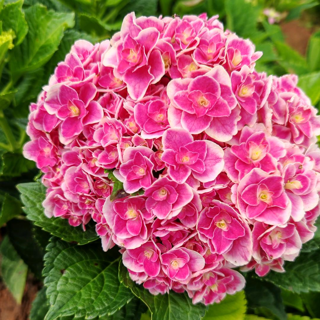 溪木花卉2