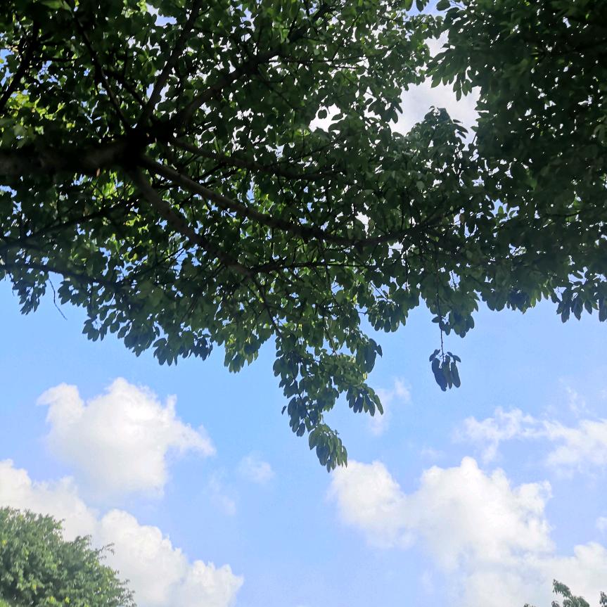 明明就是你