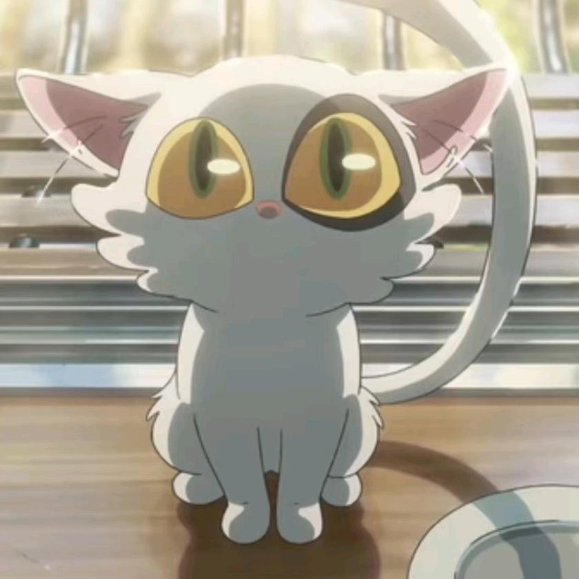 Cat小雨