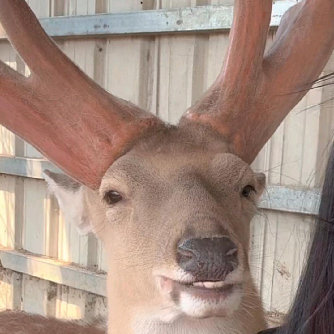 迷茫の鹿🦌