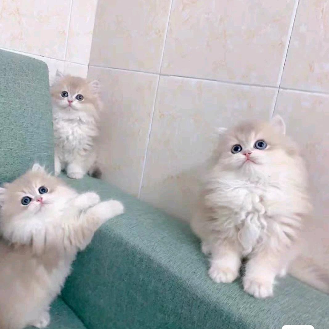 猫猫咪啊🐈🐈🐈🐈
