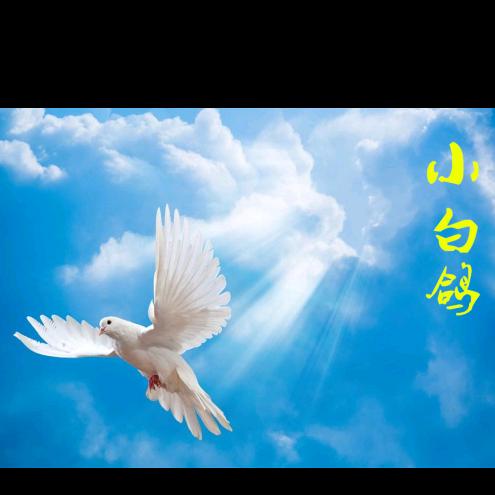 晓百歌
