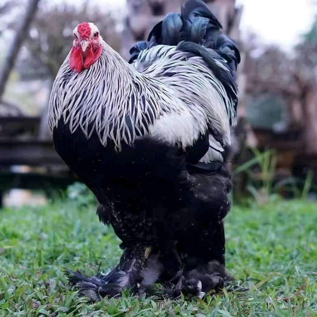 嘉祥诚销家禽孵化