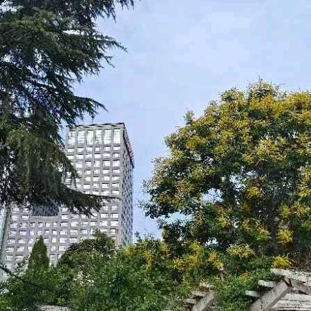 🌵仙人掌🌵