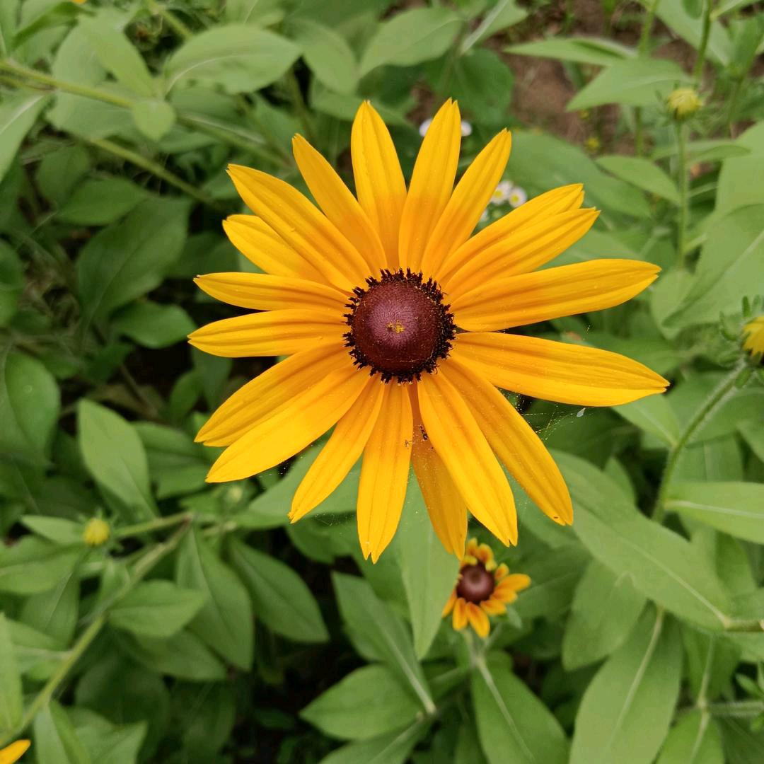 🌻宜城军翔🌻晴空万李🌻