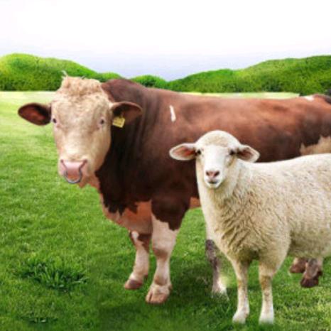 羊头羊蹄肚包肉羊捆肠（回族）