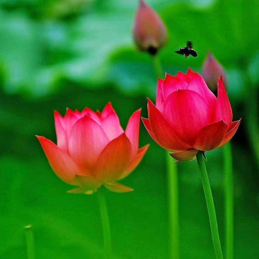 雪花迎春