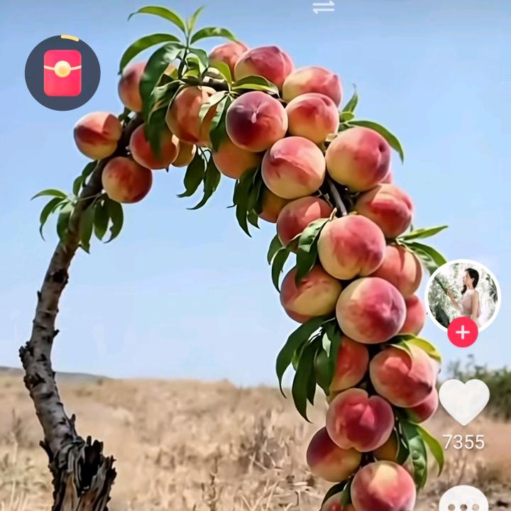 过期的棒棒糖