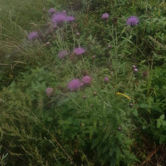 🌺🙏求个上上签，🙏🙏